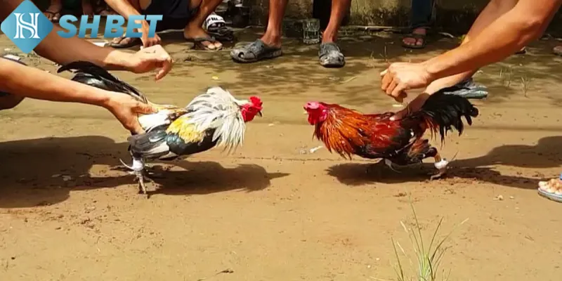 Cách tham gia đá gà trực tiếp đơn giản SHBET