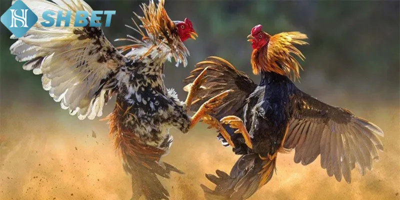 Một số câu hỏi khi cá cược đá gà trực tuyến