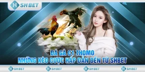 Đá gà C1 Thomo
