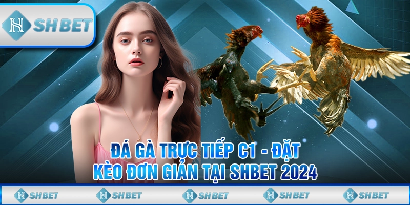 Đá gà trực tiếp C1