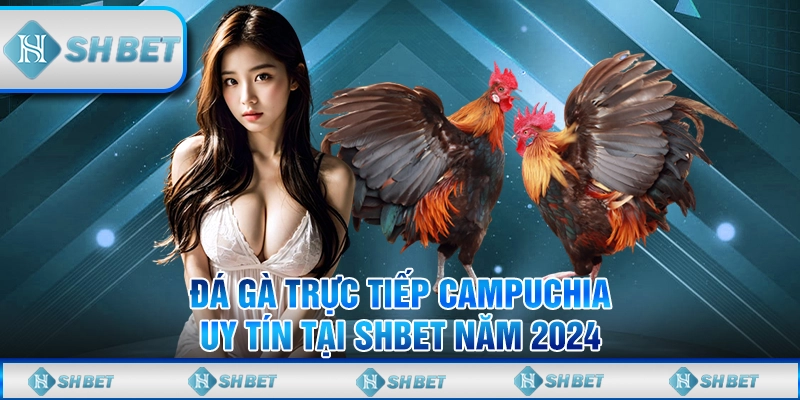 Đá gà trực tiếp Campuchia