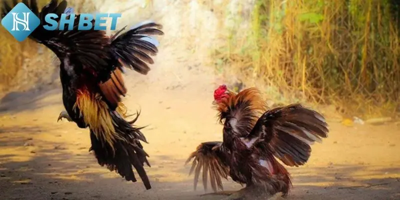 Các bước cá cược đá gà