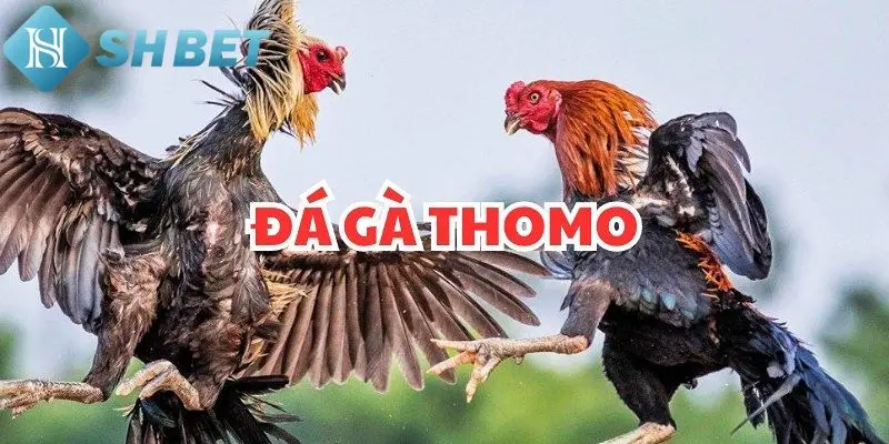 Lý do nên cá cược đá gà tại SHBET
