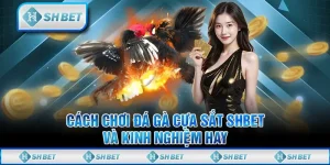 Cách Chơi Đá Gà Cựa Sắt SHBET Và Kinh Nghiệm Hay