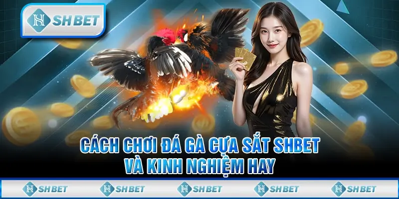 Cách Chơi Đá Gà Cựa Sắt SHBET Và Kinh Nghiệm Hay