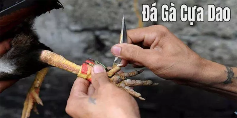Cách chơi đá gà cựa sắt và đặt cược