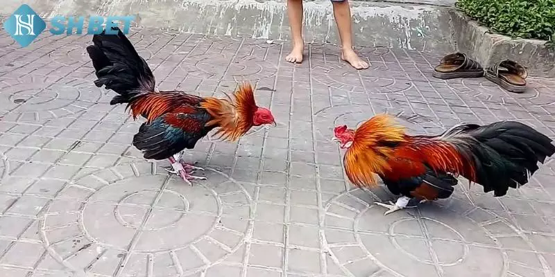Cách chơi đá gà miền Bắc ở SHBET