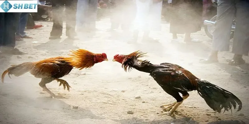 Tổng quan về trực tiếp đá gà 88
