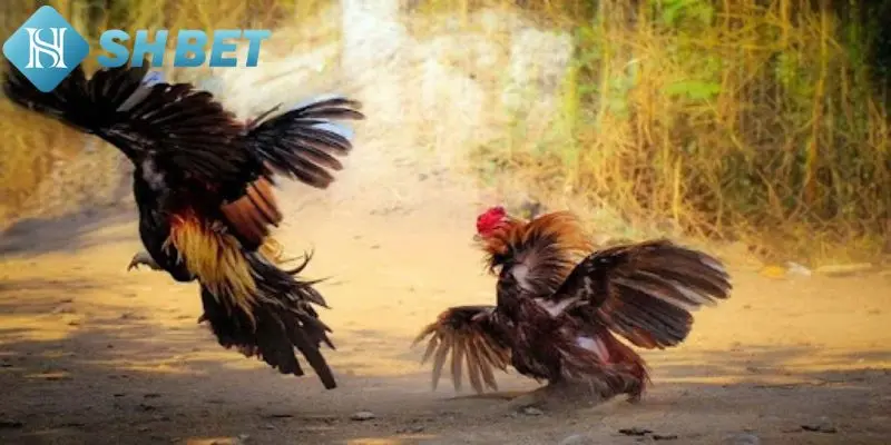 Đá gà Thomo và điều cần biết