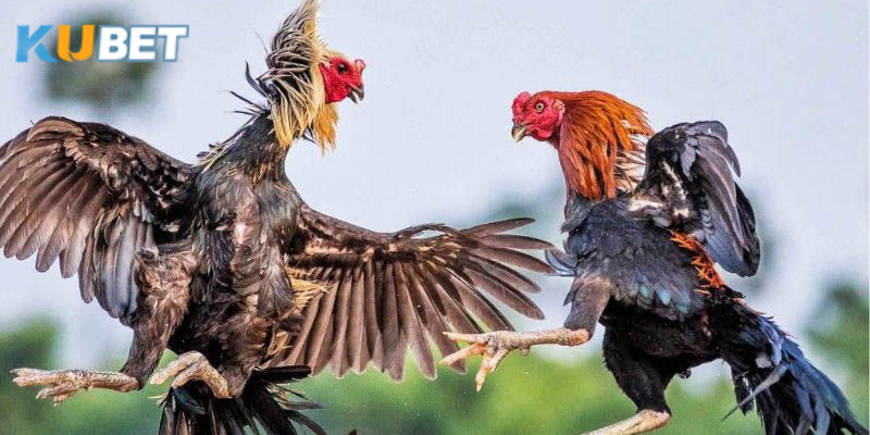 Người chơi đặt cược đá gà