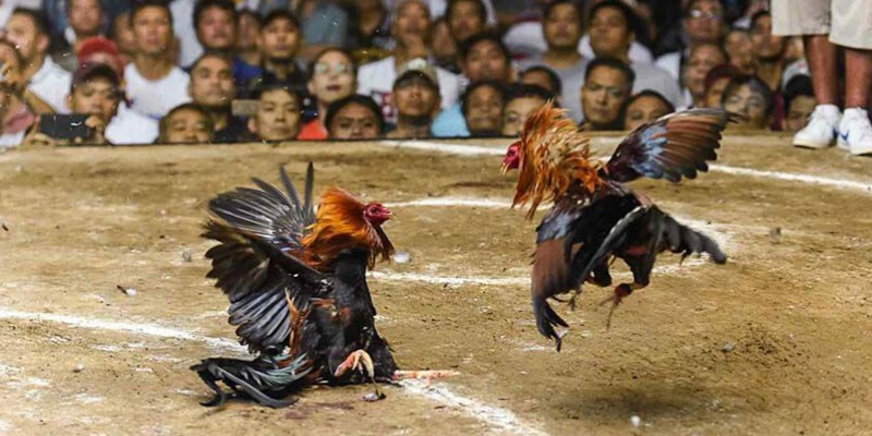 Chiến thắng trong các trận đấu đá gà C1 Thomo