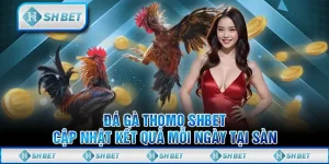 Đá Gà Thomo SHBET - Cập Nhật Kết Quả Mỗi Ngày Tại Sàn