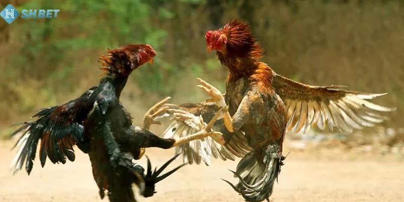 Làm sao để luôn thắng?