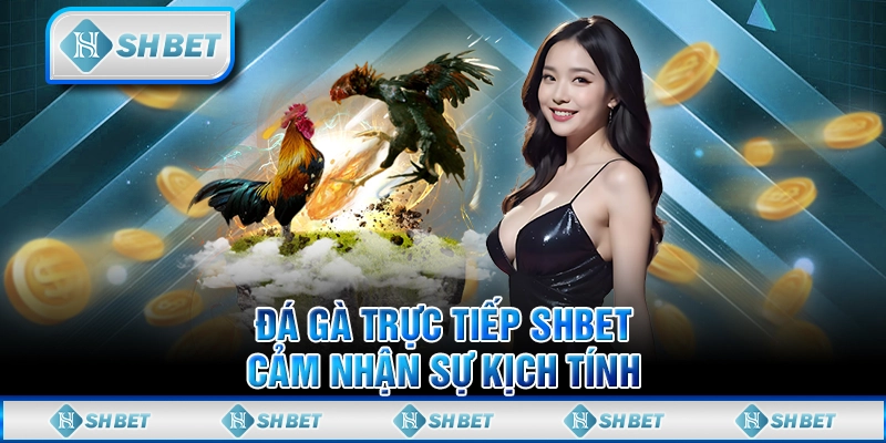 Đá Gà Trực Tiếp SHBET - Cảm Nhận Sự Kịch Tính