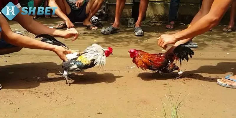 Luật đá gà miền Bắc là sao?