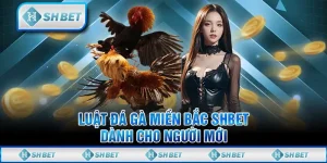Luật Đá Gà Miền Bắc SHBET Dành Cho Người Mới