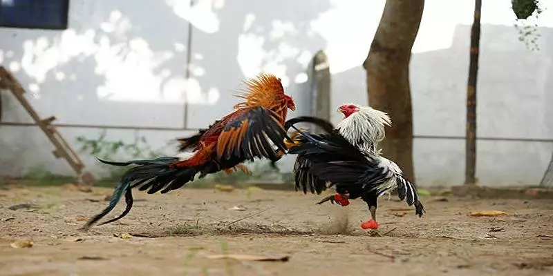 Nên có chiến thuật riêng